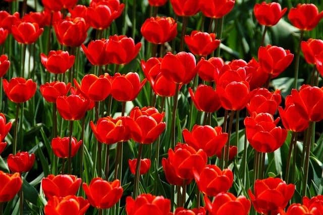 tulip garden kashmir